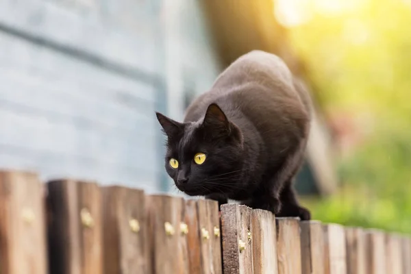 Mooie Bombay Zwarte Kat Met Gele Ogen Houten Hek Dorp — Stockfoto