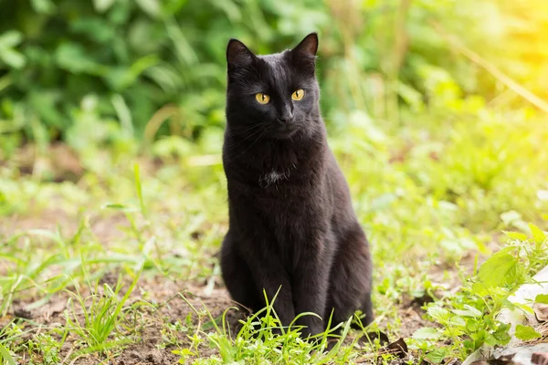 Gatto Nero Con Occhi Gialli Sguardo Attento Siede All Aperto — Foto Stock