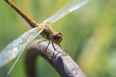 Bir dinlenme yusufçuk sahip