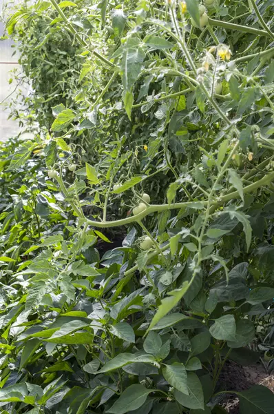 Los tomates verdes — Foto de Stock