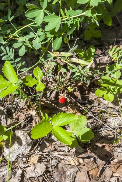 夏イチゴ茂み — ストック写真