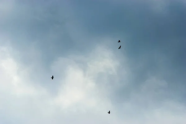 Hawks dans le ciel d'été — Photo