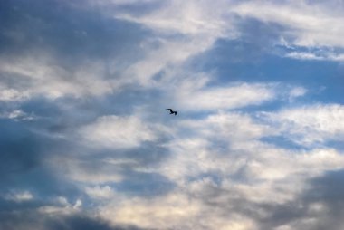 Gökyüzünde martı