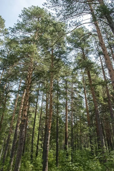 Sommer-Kiefernholz — Stockfoto