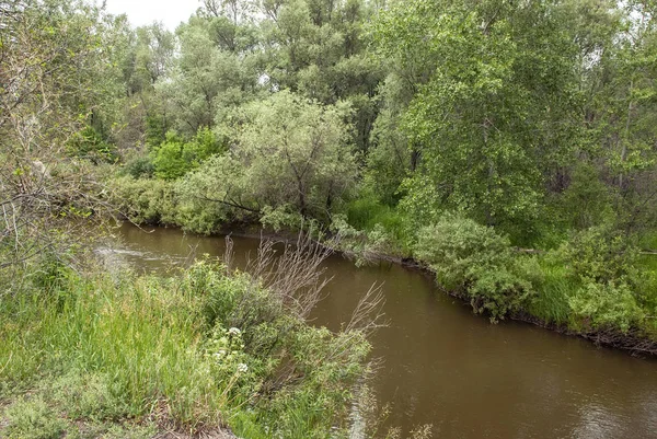 The river in the wood — Stock Photo, Image