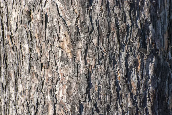 Casca em um tronco de pinheiro — Fotografia de Stock