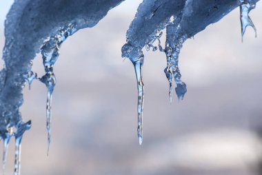Güneşin altında kar Tammy'nin