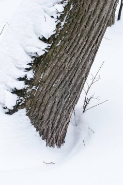 Ağaç gövdesi karda