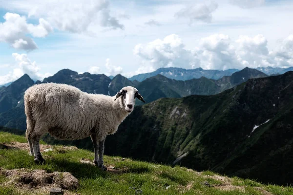 Portrait of sheep on a ridge with mountains as background — ストック写真