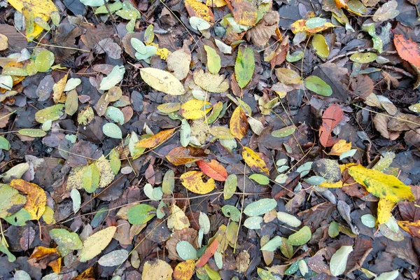 Top down view of ground full of fallen colorful leafs during autumn — Stock Photo, Image