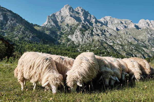 Πορτραίτο αγέλης προβάτων ευθυγραμμισμένων με τα βουνά ως φόντο στην Αλβανία — Φωτογραφία Αρχείου