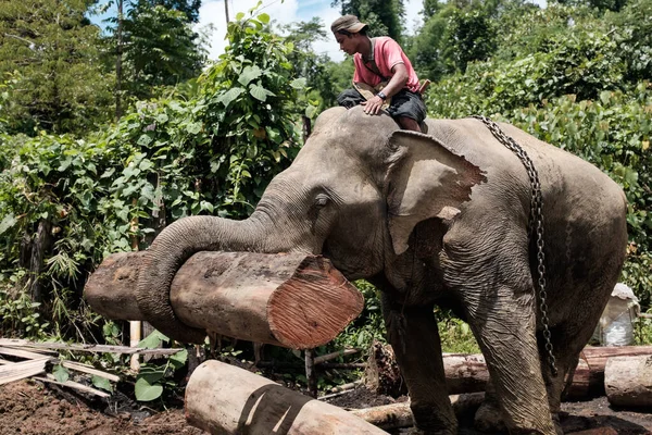 Pegu, MYANMAR - 20 Ağustos 2017: Bir adam ata biniyor ve bir file meşe ağacının gövdesini nereye koyacağını söylüyor 