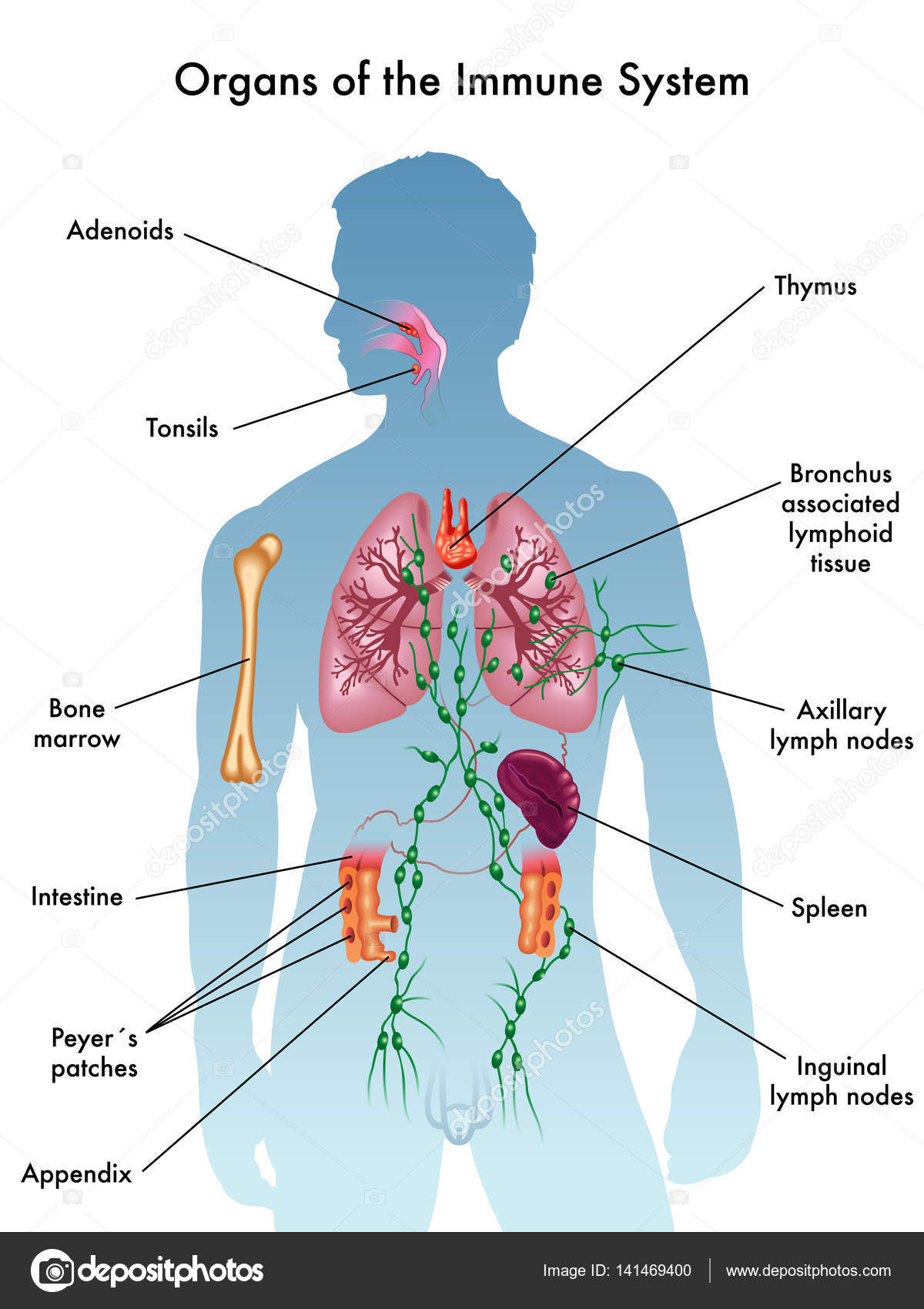 33 Diagram Of The Immune System Wiring Diagram List