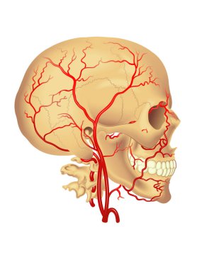 carotid artery, illustration  clipart