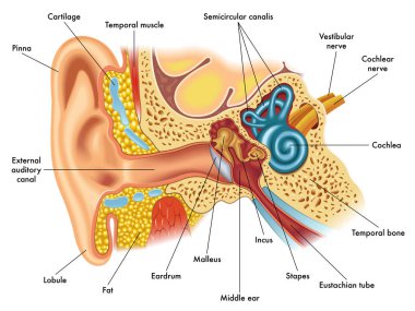 ear anatomylustration of ear anatomy clipart