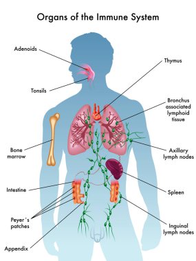 Bağışıklık sistemi organlarının