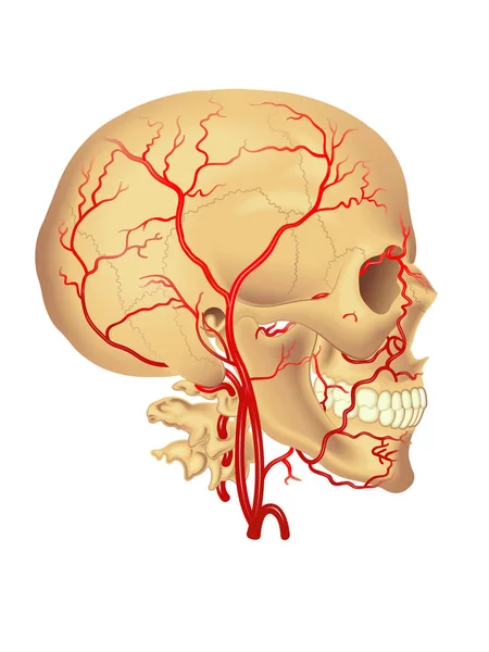 Arteria carótida, ilustración — Vector de stock