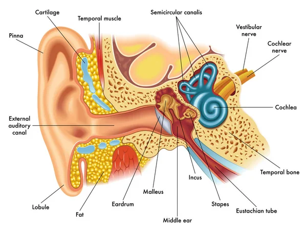 Ear anatomylustration of ear anatomy — Stock Vector