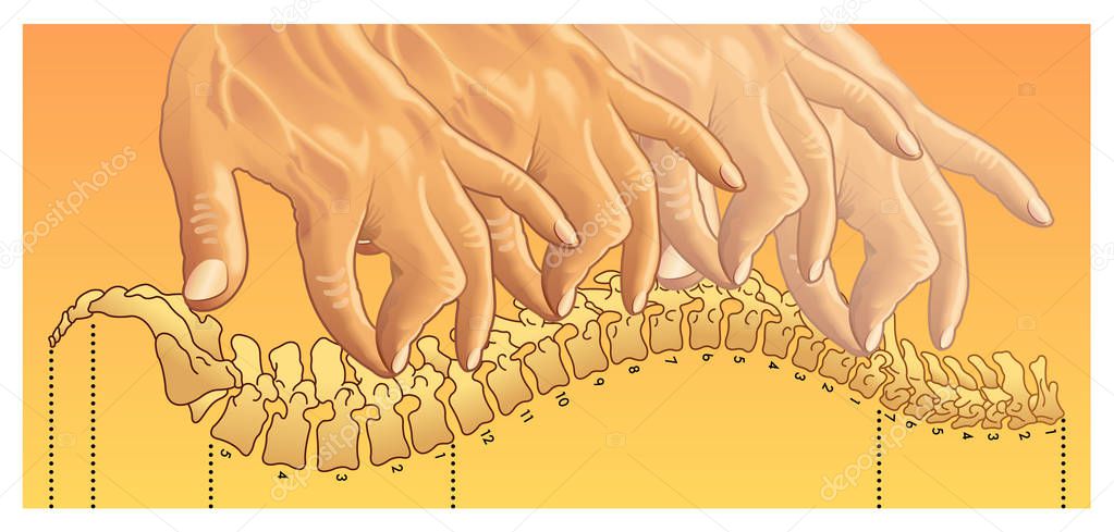 chiropractic, medical  illustration 