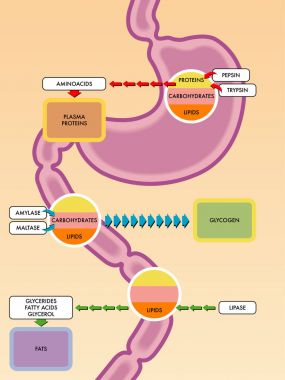 digestive process diagram   clipart
