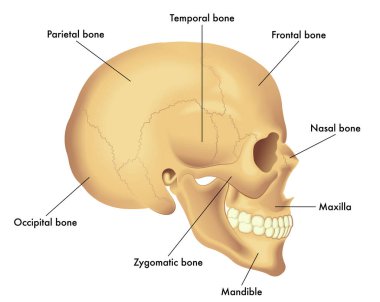 temel kafatası anatomisi