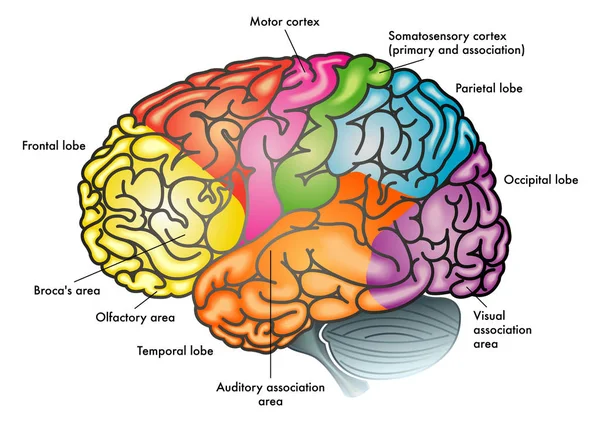 Áreas de la ilustración cerebral — Vector de stock