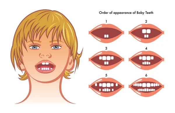 Ilustración de dientes de bebé — Archivo Imágenes Vectoriales