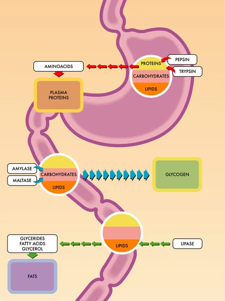 Diagramme de processus digestif — Image vectorielle