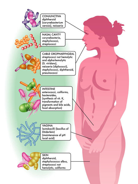 иллюстрация бактериальной флоры
 