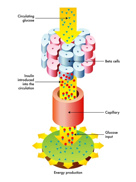 Funkcjonowanie insuliny ilustracja — Wektor stockowy