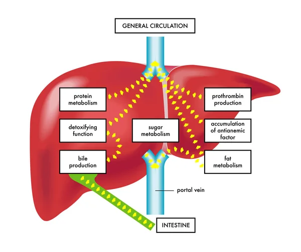 肝機能の図 — ストックベクタ