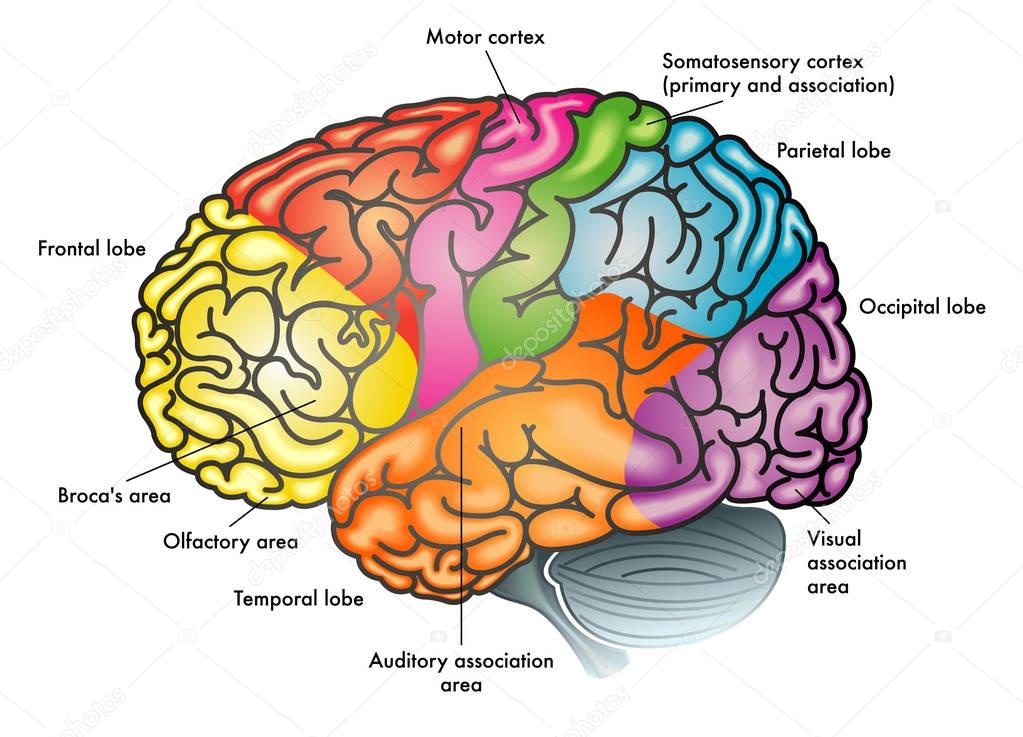 areas of brain illustration
