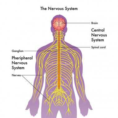 Human nervous system, vector illustration clipart