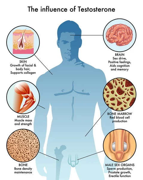 Influencia Infografía Testosterona Ilustración Del Vector — Archivo Imágenes Vectoriales