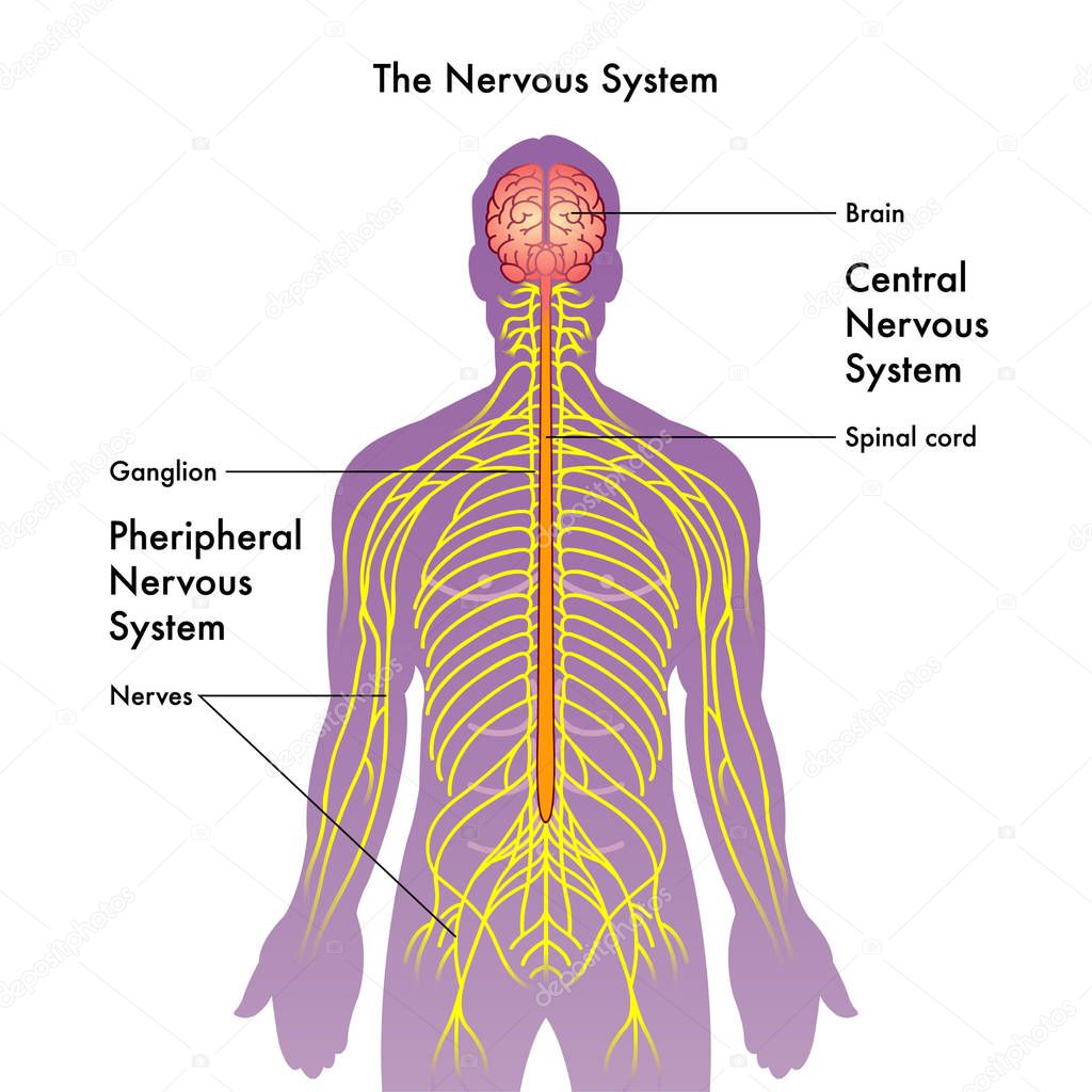 Human nervous system, vector illustration