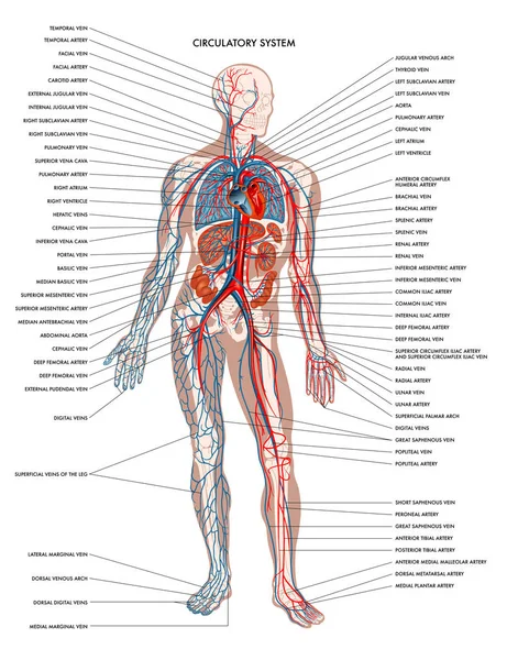 Sistema Circulatorio Simplemente Ilustración Vectorial — Vector de stock