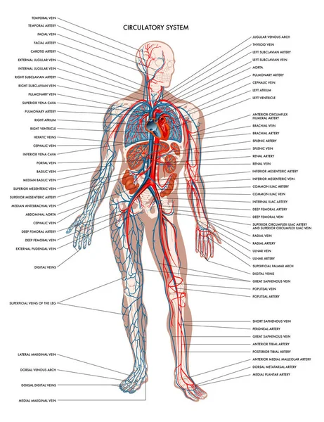 Anatomy wallpaper Vector Art Stock Images | Depositphotos Anatomy wallpaper Vector Art Stock Images | Depositphotos