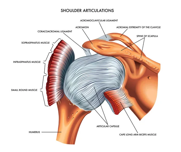 Articulaciones Del Hombro Vector Ilustración — Archivo Imágenes Vectoriales