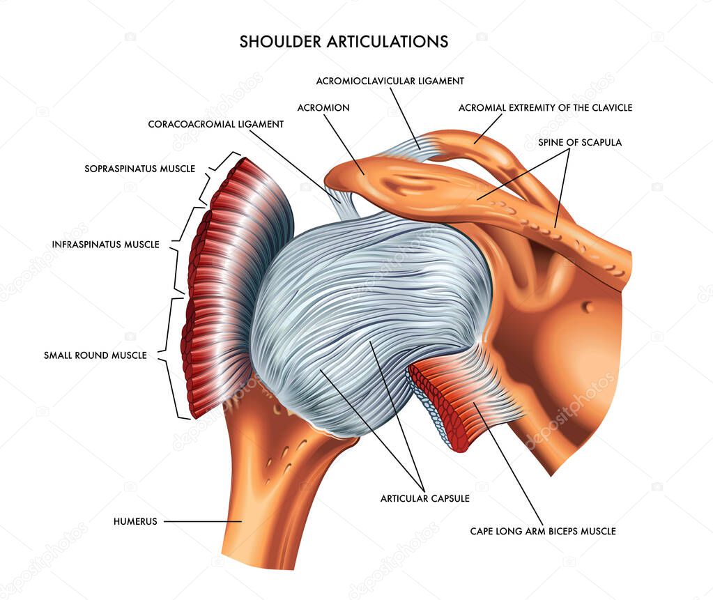 shoulder articulations vector illustration