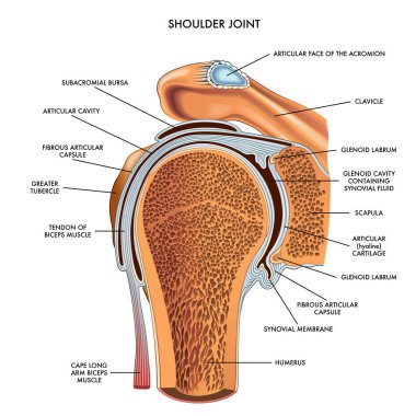vector illustration of shoulder joint  clipart