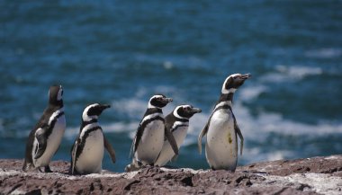 Macellan pengueni, Atlas Okyanusu kıyılarında yaşayan. Puerto Madryn, Puerto Deseado y Ushuaia. 