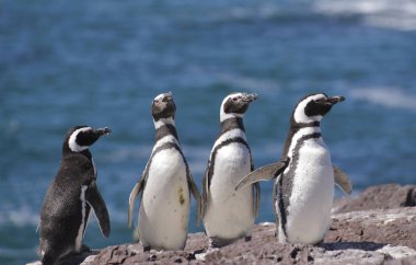 Macellan pengueni, Atlas Okyanusu kıyılarında yaşayan. Puerto Madryn, Puerto Deseado y Ushuaia. 