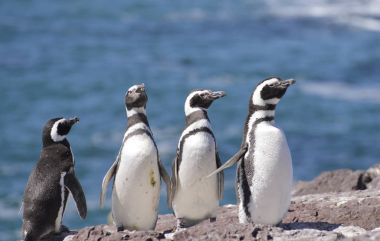 Macellan pengueni, Atlas Okyanusu kıyılarında yaşayan. Puerto Madryn, Puerto Deseado y Ushuaia. 
