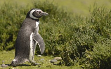 Magellanic Penguin, inhabiting the coasts of the Atlantic ocean. Puerto Madryn, Puerto Deseado y Ushuaia.  clipart