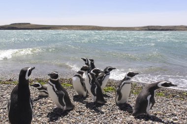Magellanic Penguin, inhabiting the coasts of the Atlantic ocean. Puerto Madryn, Puerto Deseado y Ushuaia.  clipart