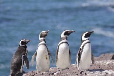 Macellan pengueni, Atlas Okyanusu kıyılarında yaşayan. Puerto Madryn, Puerto Deseado y Ushuaia. 