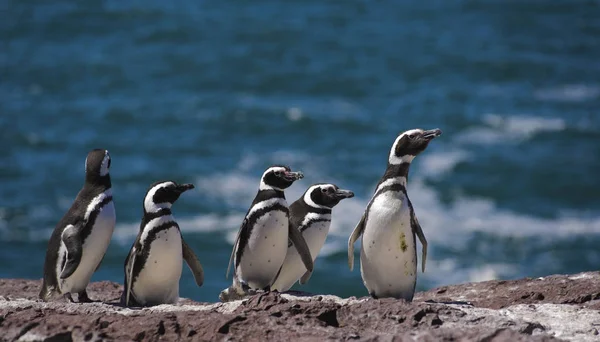 Macellan pengueni, Atlas Okyanusu kıyılarında yaşayan. Puerto Madryn, Puerto Deseado y Ushuaia. 
