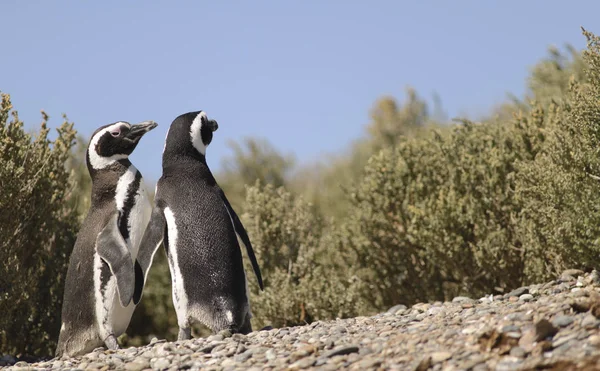マゼラン ペンギン 大西洋の海岸に生息します プエルト マドリン プエルト Deseado ウシュアイア — ストック写真