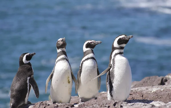 Pingüino Magallanes Habitando Las Costas Del Océano Atlántico Puerto Madryn — Foto de Stock