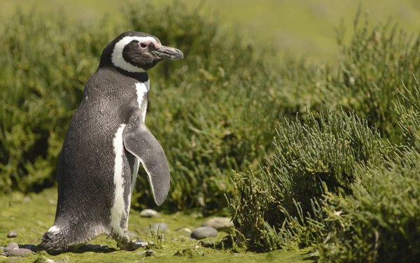 Pingwin Magellański Zamieszkujących Wybrzeża Oceanu Atlantyckiego Puerto Madryn Puerto Deseado — Zdjęcie stockowe